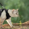 Ausbruchssicheres Katzen-Geschirr mit Leine - Weiches, verstellbares Vest mit EasyControl für sichere Spaziergänge