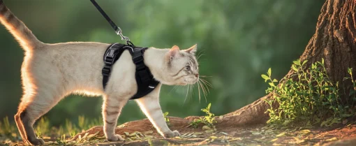 Ausbruchssicheres Katzen-Geschirr mit Leine - Weiches, verstellbares Vest mit EasyControl für sichere Spaziergänge